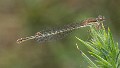 Ceriagrion tenellum female melanogastrum-